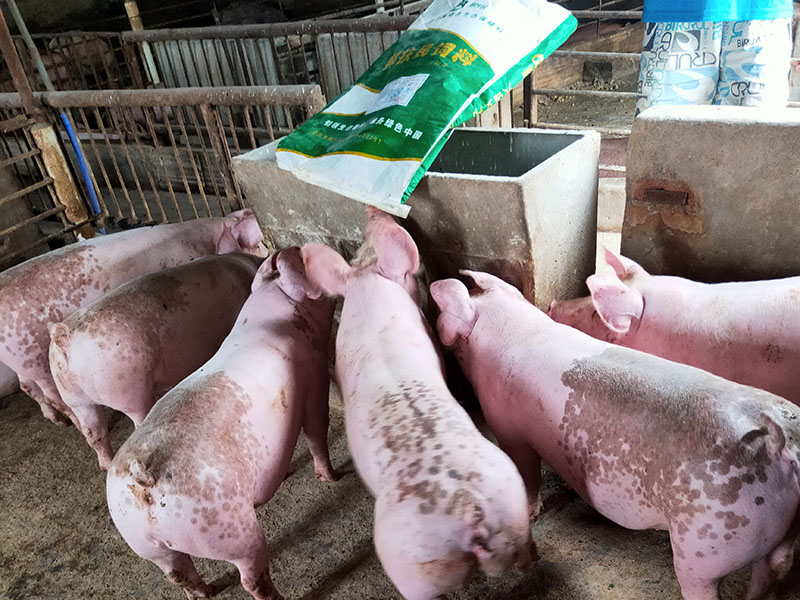 乳豬濃縮飼料
